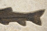 Fossil Fish (Notogoneus) From Wyoming - Huge For Species! #313931-3